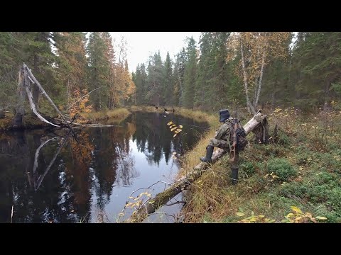 Видео: ДИКАЯ РЫБАЛКА В ДРЕМУЧЕЙ ТАЙГЕ. ЗАЧЁТНЫЕ ЩУКИ НА СПИННИНГ. НЕ ЗРЯ СХОДИЛ НА ТАЙНУЮ РЕКУ. ТИХОЕ МЕСТО