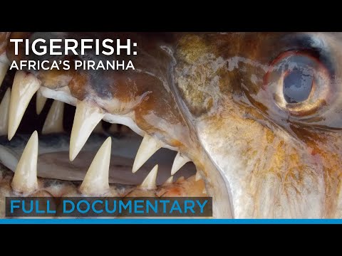 Видео: Tigerfish: Пиранья Африки (полный документальный фильм) | Earth Touch TV