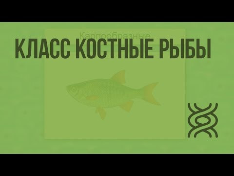 Видео: Класс Костные рыбы. Видеоурок по биологии 7 класс