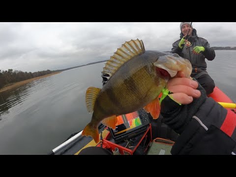 Видео: ВОТ ЭТО КАБАНЫ!😱😱 Осенние окуни гнут спиннинг в баранку🔥