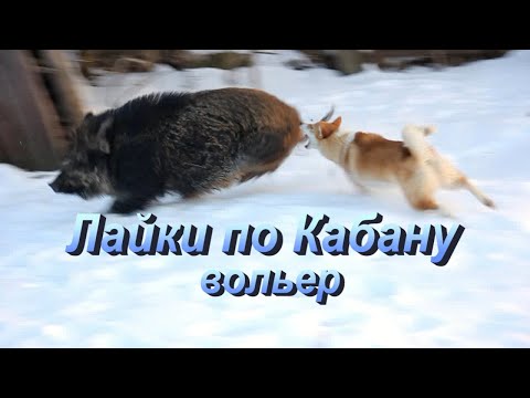 Видео: Притравка лаек по кабану в вольере