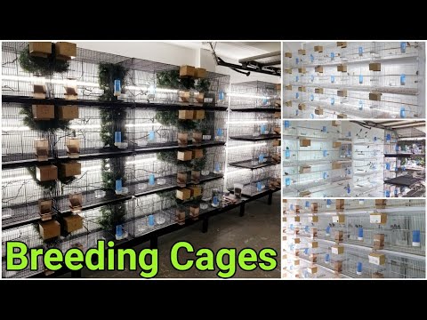 Видео: Мои клетки для разведения птиц и их обустройство | Комната для разведения амадин | Вольер