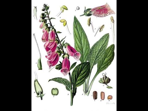 Видео: Фармакогнозия сердечные гликозиды Наперстянка шерстистая (Digitalis lanata)