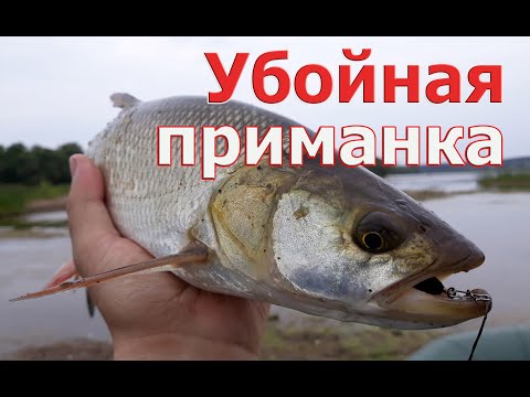 Видео: УБОЙНЫЕ ПРИМАНКИ на жереха и голавля! С ними ты точно поймаешь. TsuYoki Loom 40S и Smith Camenusi