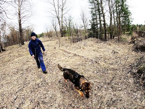 Видео: работа собаки по запаху - следовая подготовка (комплексное упражнение)