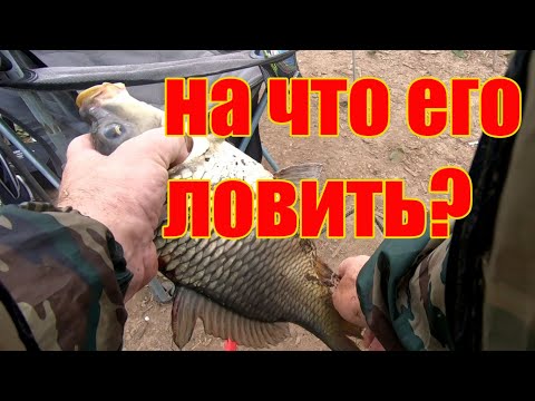 Видео: Как заставить его клевать? Ловля карпа. Лагуна Игумное.