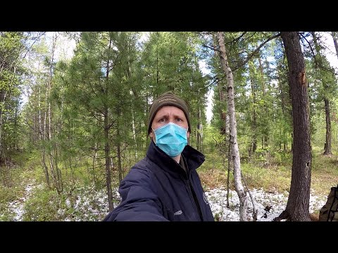 Видео: Тайга и клещи, сбор черемши, проверка фотоловушек. Карантин будь он не ладен...
