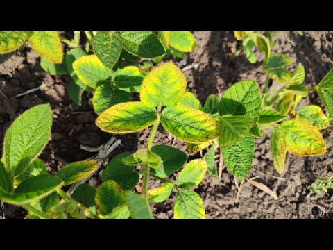 Видео: Пожовтіння на сої🤔 Дефіцит калію у всій красі🤦Як з цим боротися