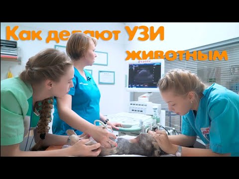 Видео: Как делают УЗИ животным в ветеринарной клинике Ветдоктор – ответ 5