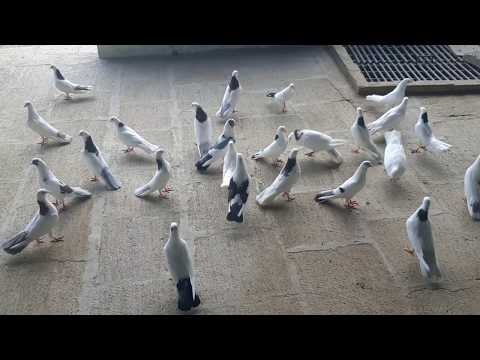 Видео: Baki goyercinleri 2020. Nadir Turkanli #bakigoyercinleri #goyercinler2020#бакинскиеголуби