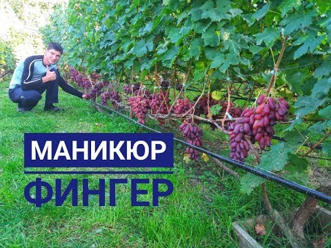 Видео: МАНИКЮР ФИНГЕР на 20-е октября 2019.