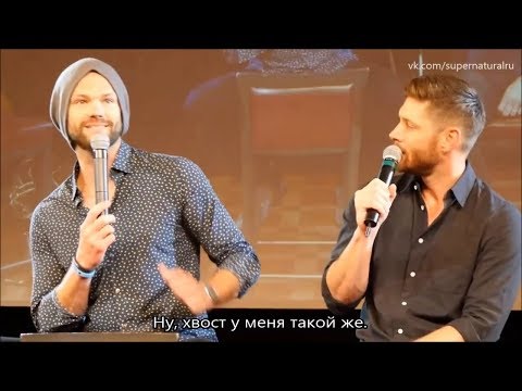 Видео: Особенные черты и какими животными они были бы - Кон в Риме 2018 (рус.суб.)