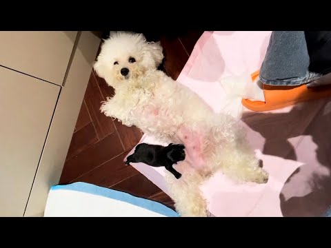 Видео: Моя собака потеряла щенка. Через 2 дня я нашла на улице брошенного малыша.