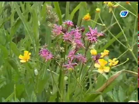 Видео: Заброшенные поселки Назии