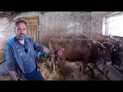 Видео: Кравата Калина е на повече от 20 години, но тя няма да се коли или продава. Ще стои в обора докато