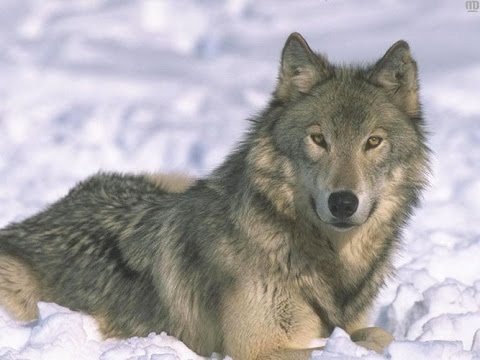 Видео: Загадки для детей про животных