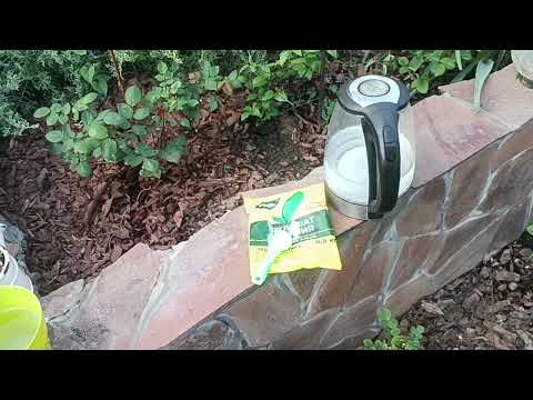 Видео: Сульфат магния для роз ( третья весенняя подкормка)