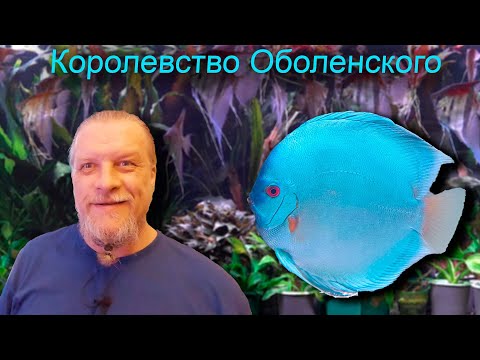 Видео: Королевство Дмитрия Оболенского