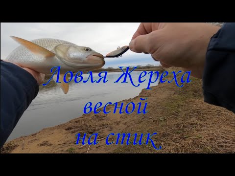 Видео: Ловля весеннего жереха на СТИК / Начало положено ! / #рыбалка #жерех #стик