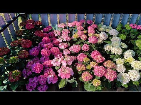 Видео: 1 часть обзора цветущей крупнолистной гортензии! Любителям крупнолистной гортензии посвящается!🌺🌺🌺