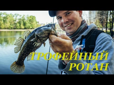 Видео: Трофейный ротан (головешка) в черте города. Приманки, снасть и тактика - Fishing Today