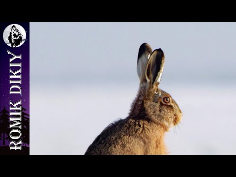 Видео: Охота на зайца с ночёвкой.