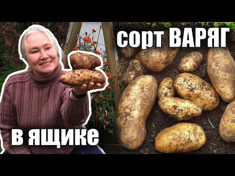 Видео: Картофель варяг в ящике Что выросло?
