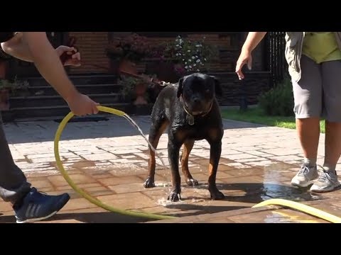 Видео: ДТ-23. Купание ротвейлера - если собака боится шланга.