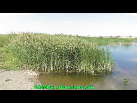 Видео: Шахтинск-17 речка.Разбитые дачи.