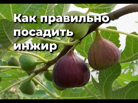 Видео: Что любит инжир?