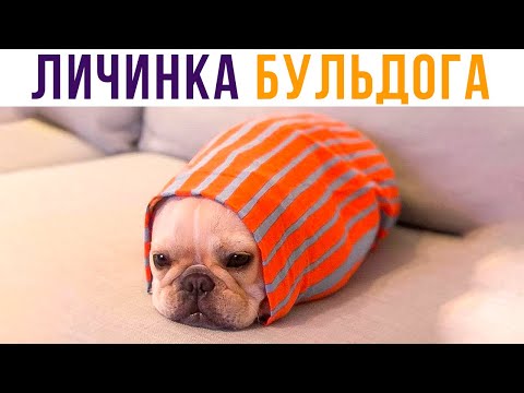 Видео: ЛИЧИНКА БУЛЬДОГА))) Приколы с собаками | Мемозг #459