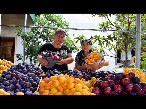 Видео: СБОР УРОЖАЯ, СЛИВЫ, ПРИГОТОВЛЕНИЕ СВЕЖЕГО СОКА И ПИРОГОВ