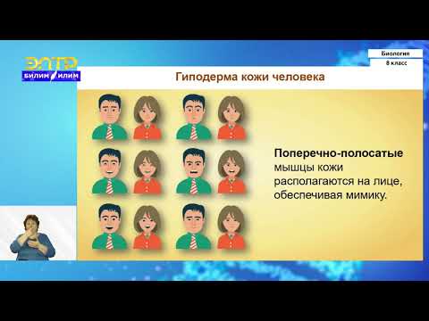 Видео: 8-класс |  Биология | Строение и функции кожи