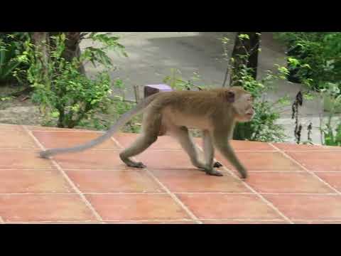 Видео: Krabi 1 4 (Андроныч, обезьянки и прочее..).