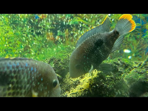 Видео: Нерест бирюзовых акар в общем аквариуме , поведение при нересте , совместимость цихлид
