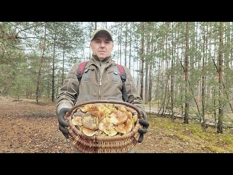 Видео: ГЛИБОКА ОСІНЬ,,,ГРИБНИЙ СЕЗОН ТРИВАЄ,,,ЗБИРАЮ РЯДОВКИ ЗЕЛЕНІ, СІРІ, ТА ПОЛЬСЬКІ ГРИБИ,,,