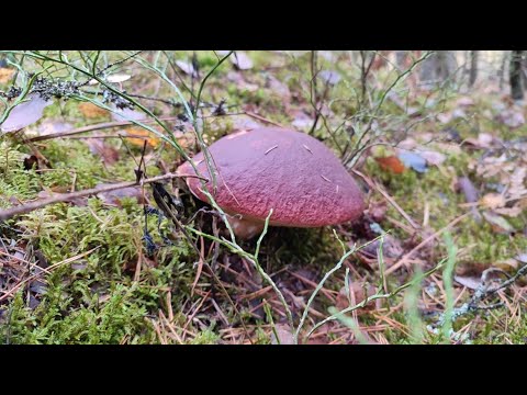 Видео: Грибное раздолье. /Шатура, Серпухов/ #грибы2022