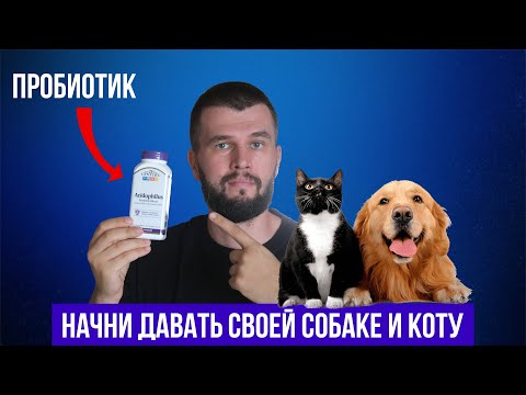 Видео: Лучший пробиотик для собак и котов