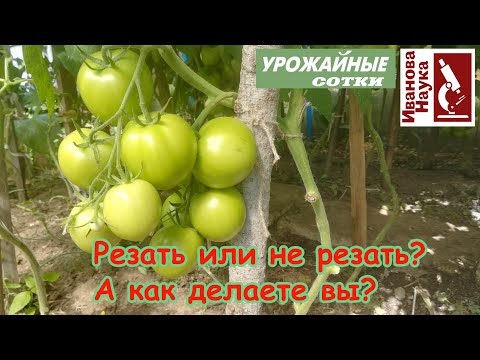 Видео: Проверьте себя: а правильно ли вы удаляете листья у томата? Когда и как это делать?