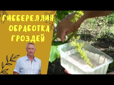 Видео: Применение гиббереллина на винограднике. Улучшение завязи.