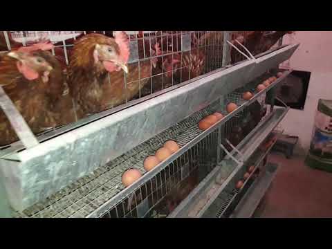 Видео: 🇺🇦Напольно или Клеточно!