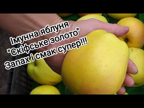Видео: Огляд на імунну яблуню "Скіфське золото" / Review of the immune apple "Scythian gold"