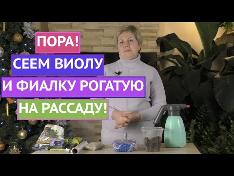 Видео: ВСЕ СЕКРЕТЫ ПОСЕВА ВИОЛЫ И ФИАЛКИ РОГАТОЙ!