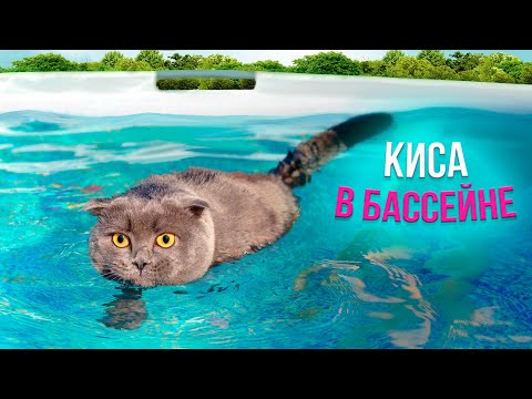 Видео: КОШЕЧКА БАТТЕРС ВПЕРВЫЕ ПЛАВАЕТ В БАССЕЙНЕ | Кот Баттерс