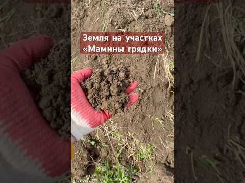 Видео: Плодородная земля на участках в деревне Рутелицы Ленинградской области. #домспб #загородныйдомспб