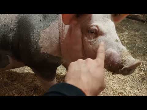 Видео: ‼️## Поросята стемуляторщики готовятся к отъезду, ставлю буржуйчикам ферроглюкин+В12##‼️