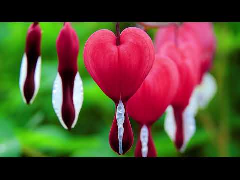 Видео: Вторник - Ще се развеселя