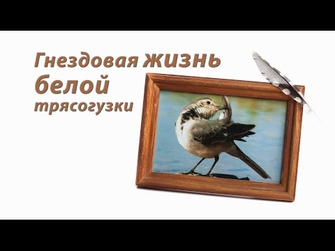 Видео: Жизнь белой трясогузки