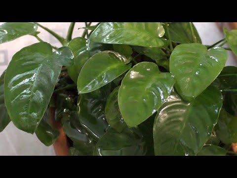 Видео: Анубиас Нанги / Anubias sp. Nangi