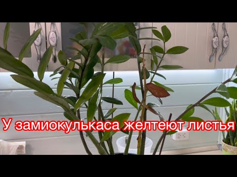 Видео: Спасение желтеющего замиокулькаса: мастер-класс по пересадке.